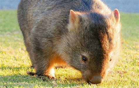 10 Facts About Wombats National Geographic Kids