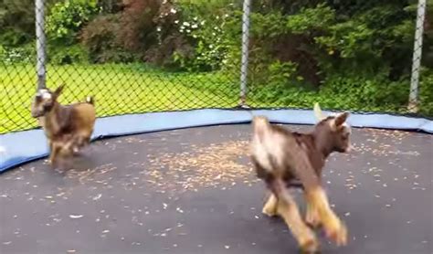 couple baby goats jumping   trampoline nbd