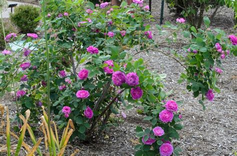 ‘reine Des Violettes Hybrid Perpetual Rose Planting Roses Rose