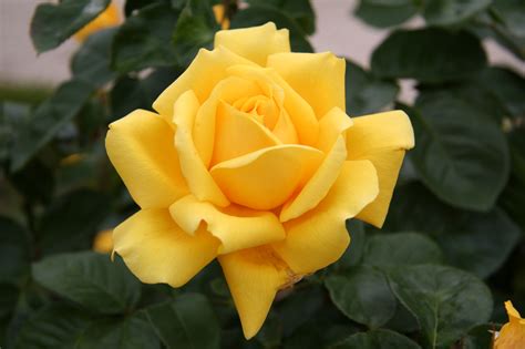 Download Most Beautiful Rose The Best Wallpaper Most Beautiful Yellow