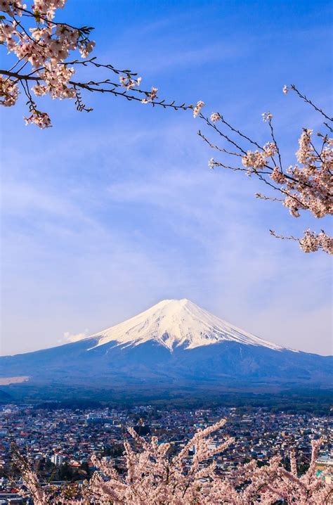 The View Of Mount Fuji From Behind Cherry Blossoms