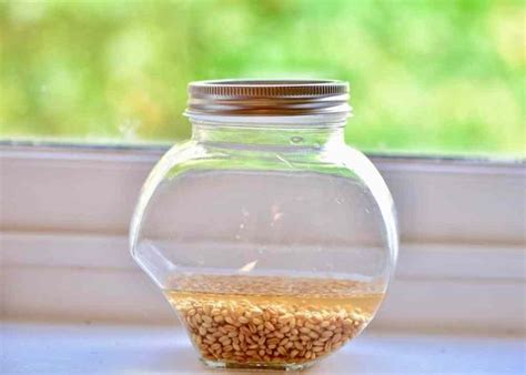 This makes an excellent science project and children of all ages can we have always grown cat grass for our cat. How To Grow Wheatgrass At Home (with & without soil) in ...