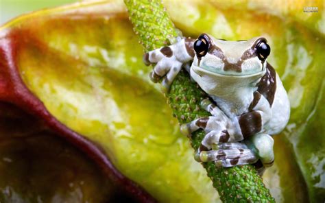 We present you our collection of desktop wallpaper theme: Tree Frog Wallpaper (64+ images)