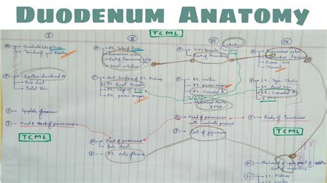 Learn more about its macroscopic anatomy, typical histological features and its functions! Duodenum Anatomy - 5 ( Relation : 4 th Part ) - YouTube