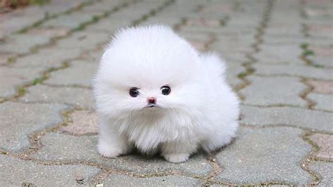 Pomeranian Puppies Dog Breed Complete Information Feeding Pictures