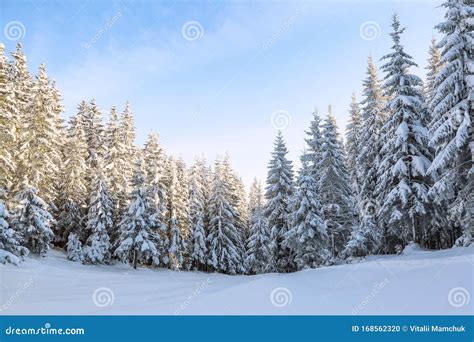 Landscape Winter Forest In Cold Sunny Day The Fluffy Pine Trees
