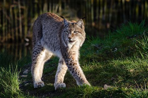Lynx provides software frameworks, hypervisors, and rtos technologies for mission critical platforms in aerospace & defense, industrial iot, enterprise, and automotive markets. Alsace : Un lynx a été abattu dans le massif des Vosges