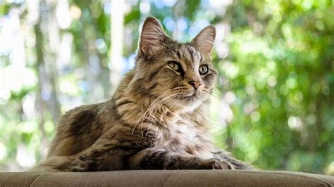 Emmons brown/liz hansen owned by: Maine Coon Cat Breed: Size, Appearance & Personality