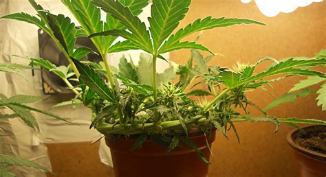 The Complete Autoflower Growing Guide Autoflowering Cannabis Blog