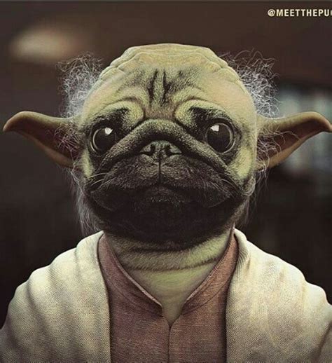 Doggy Funny Star Wars Yoda Image 3886148 By