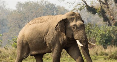 Asian Elephant The National Trust For Nature Conservation Ntnc