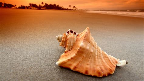 Sand Shell Nature Brown 2k Sea Beach Seashell Hd Wallpaper
