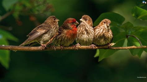Finch Bird Finches 8 Wallpapers Hd Desktop And Mobile Backgrounds