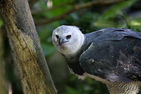 Harpy Eagle Region South America Harpy Eagles Are Conside Flickr