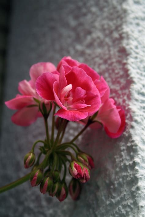 Fotos Gratis Naturaleza Pétalo Rosa Primavera Rojo Rosado Flora