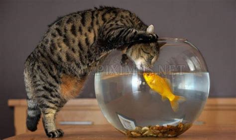 Cat And Goldfish Animals