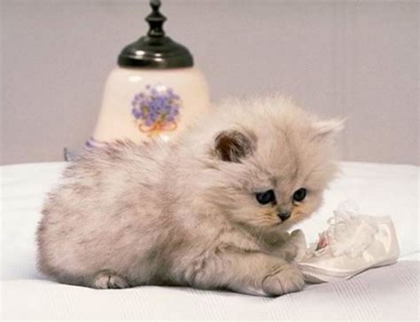 imagenes de gatitos tiernos bebés y lindos imagui