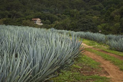 A Blue Agave Farm In Jalisco Mexico Stock Photo Image Of Landscape