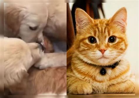Youtube 6 Perros Contra Un Gato Se Vuelve Viral En Redes Virales