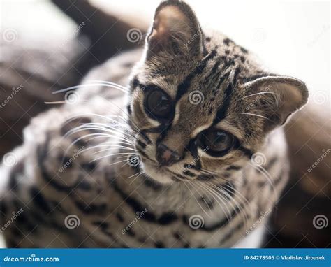 Margay Leopardus Wiedii A Rare South American Cat Watches The