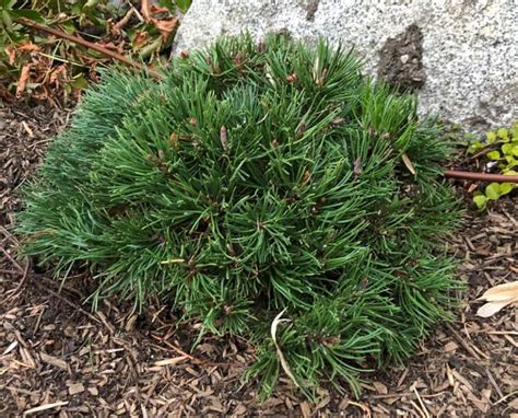 Slowmound Mugo Pine A Tree Garden