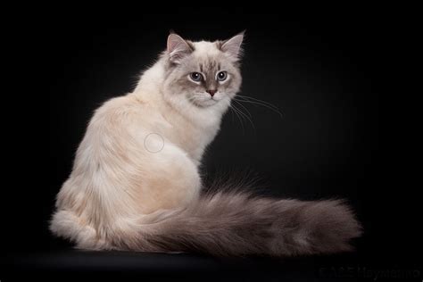 A cat is constantly shedding minute particles of dander (skin flakes) into the environment, and when they groom, they transfers saliva on to the coat, which is then shed around the home producing low allergen or hypoallergenic cats are known to produce fewer allergens than regular cats. SIBERIAN VIRGINIA - Siberian Cats