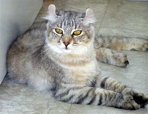 Highlander Curled And Polydactyl Highlander Cat Cat Breeds Cats