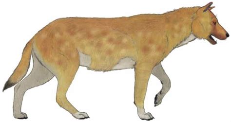 List Of Extinct Wolves From Dire Wolf To The Japanese Wolf