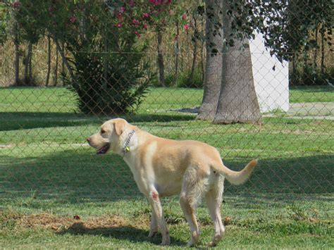 Donald - perro adopción cruce Labrador con Mastín Español - Perrera de