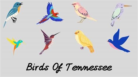 21 Most Beautiful Backyard Birds Of Tennessee Must Know