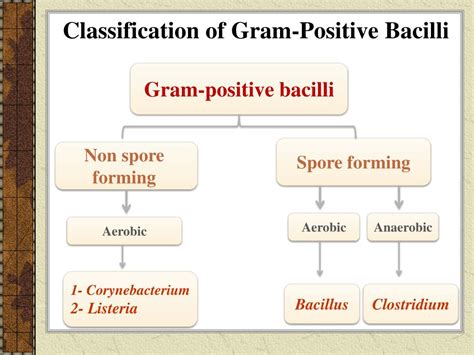 Ppt Identification Of Gram Positive Bacilli Powerpoint