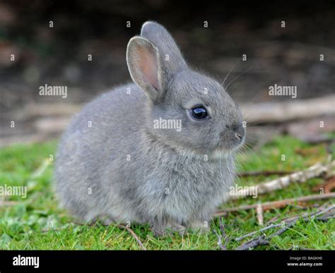 A Small Wild Grey Baby Rabbit Stock Photo 23723532 Alamy