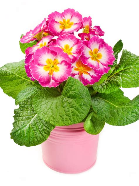 Why is it necessary to start some plants before it's warm outdoors? The Primrose Houseplant - How To Grow Primrose Indoors