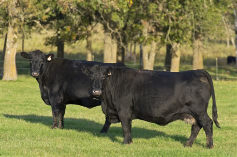 Two Black Angus Cattle In Grassy Field
