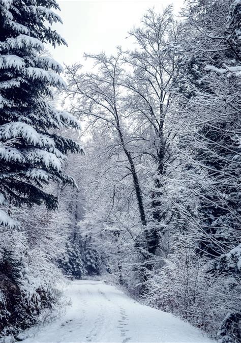 Eternal Winter V By Aenea Jones On Deviantart