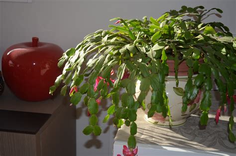 Le zygocactus ou cactus de noël fait partie des catégories suivantes: Comment prendre soin de votre cactus de Noël - Jacky La ...