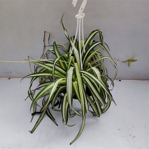 Chlorophytum Comosum ‘variegatum Spider Plant Hanging Pot Nurserybuy