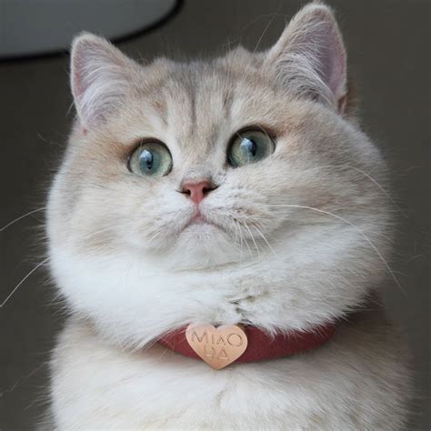 British Shorthair Cat Price Philippines Cats Care Health And Cat Care