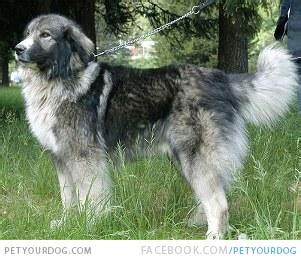 Check spelling or type a new query. Majorca Shepherd Dog | Dog Pictures & Videos - Funny, Cute ...