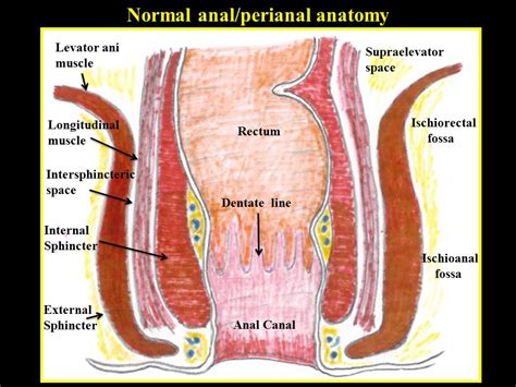 Anorectal Abscess Anatomy