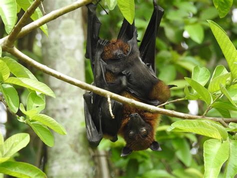 Flying Fox Bats For Vigilance While Roosting The Hindu