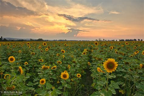 ► landscape architecture in south africa‎ (5 c). Sunflower Field Sunset Landscape | Magaliesburg, South Africa