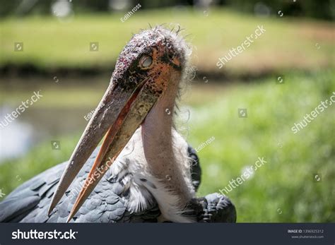 Marabou Stork Ugly Bird Africa Stock Photo 1396925312 Shutterstock