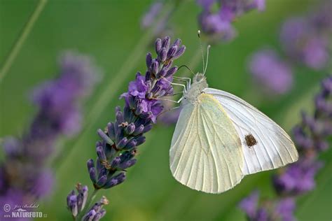 Large White Photos Large White Images Nature Wildlife Pictures