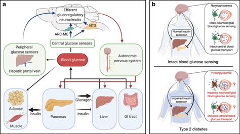 Model Describing The Role Of The Brain In Glucose Homeostasis A Download Scientific Diagram