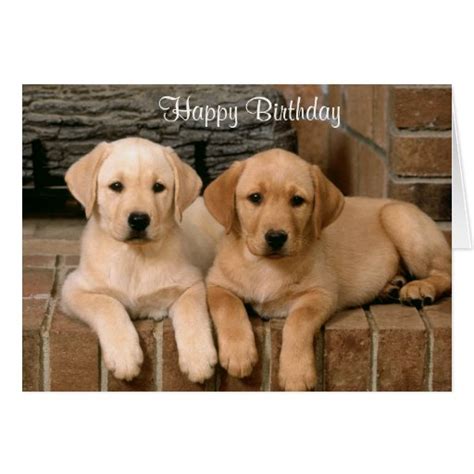 Happy Birthday Labrador Retriever Puppies Card Zazzle