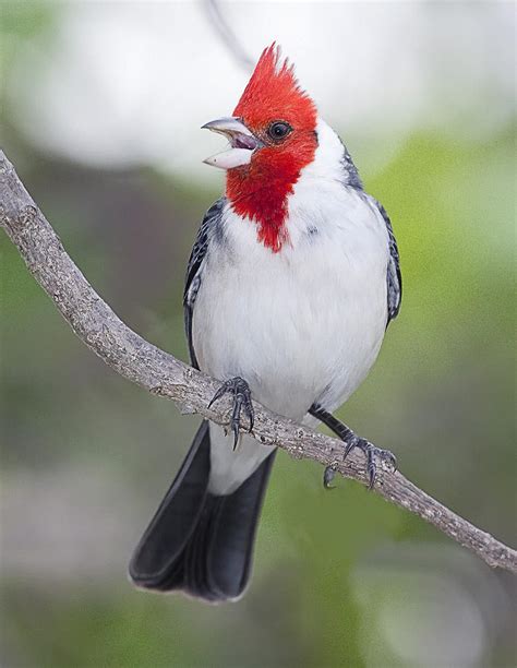 Red Crested Cardinal Photograph By John Vose Fine Art America