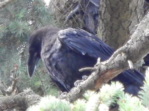 Raven Baby In Lincoln Park Crows Of Arroyos
