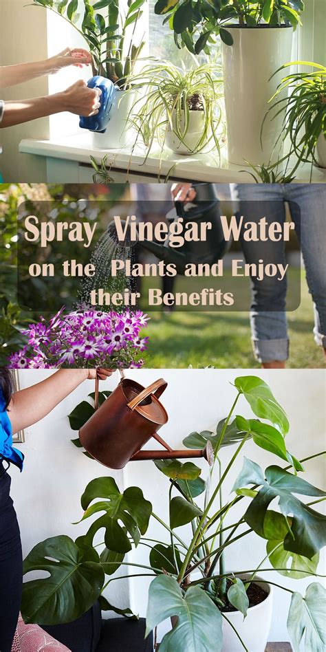 Spray Vinegar Water On The Plants And Enjoy Their Benefits Plants