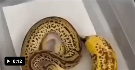 Banana Like Snake 9gag